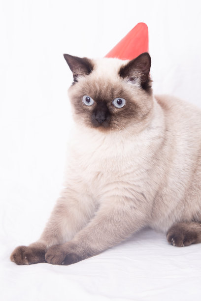 和猫咪新年快乐图片下载