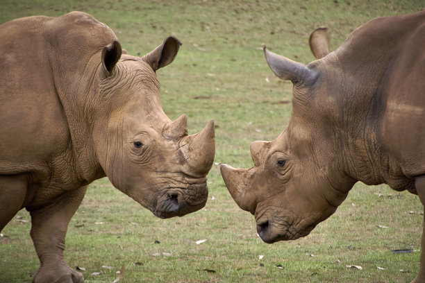 两头犀牛面对面图片下载
