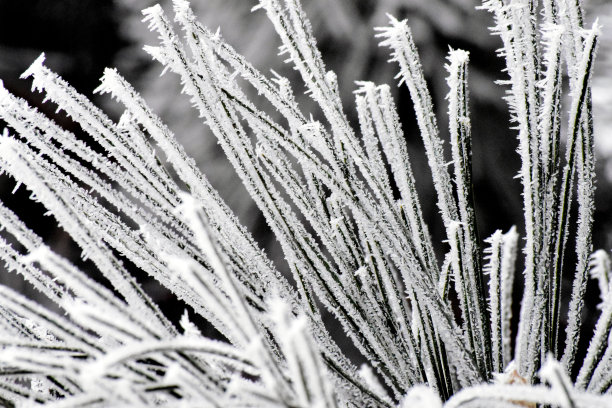 针叶树针下雪，雪下雪图片下载