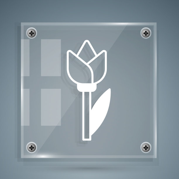 白色的郁金香图标孤立在灰色上图片下载