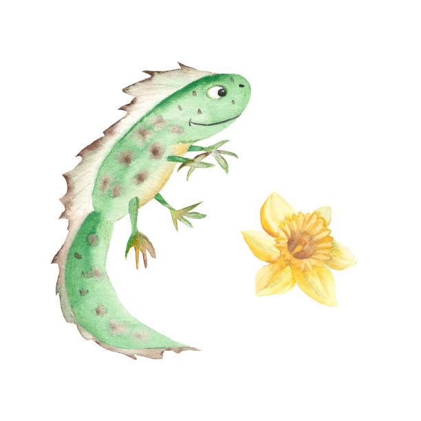 可爱的微笑蝾螈和水仙孤立在白色背景。水彩手绘插图。适合儿童插画，衣服印花，贴花，贴纸。图片下载