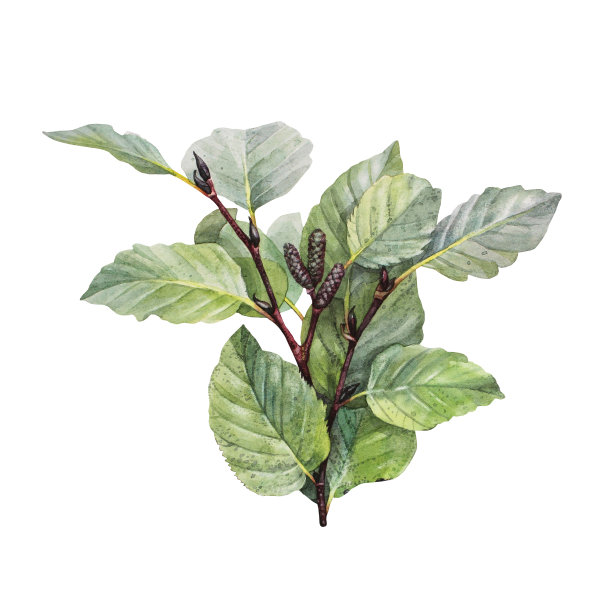 水彩树桤木孤立在白色背景。手绘的绿色灌木，有叶子和花蕾。邀请卡，婚礼庆典和贴纸的创意分支。剪纸墙纸包装图片下载