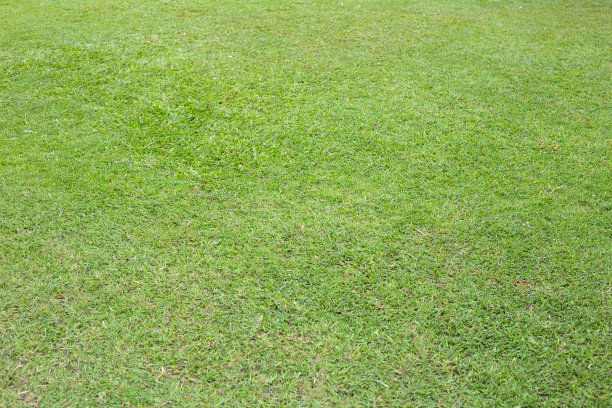新鲜的草坪草。美丽的绿色花园图片下载