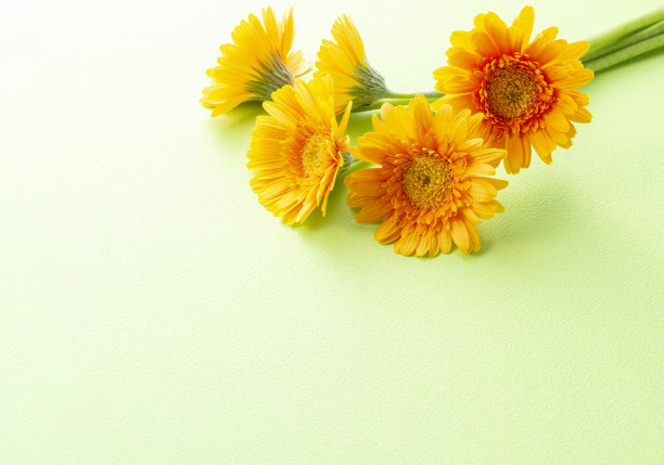 非洲菊的花图片下载