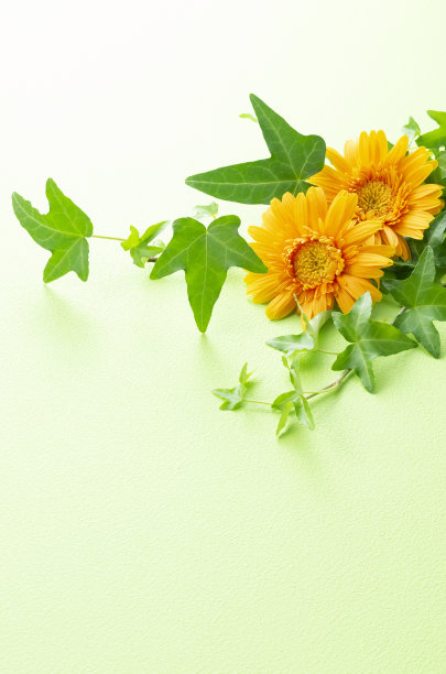 非洲菊花和常春藤图片下载