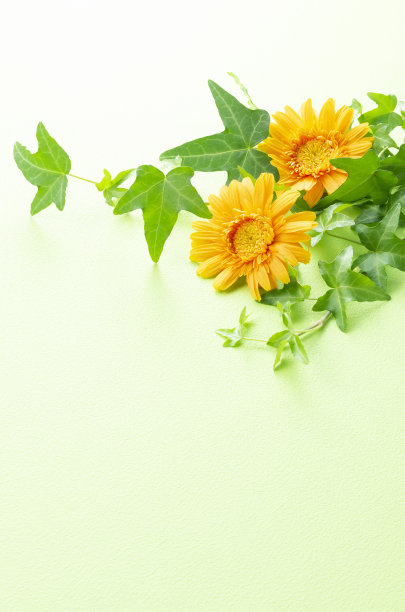 非洲菊花和常春藤图片下载