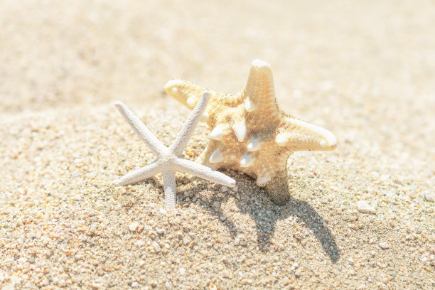 沙滩上的海星。关闭了。夏天的概念图片下载