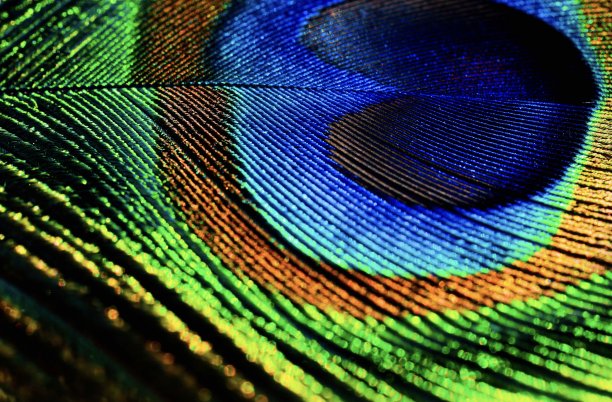 美丽，闪亮，明亮，单一，孔雀羽毛特写。图片下载