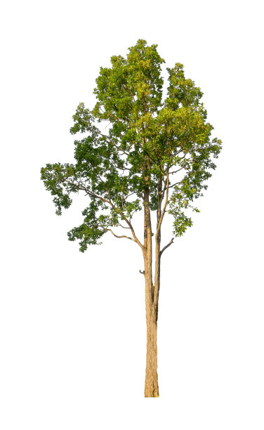 在白色背景上隔离的树既适合打印也适合网页图片下载