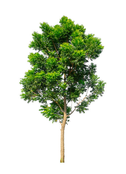 在白色背景上隔离的树既适合打印也适合网页图片下载