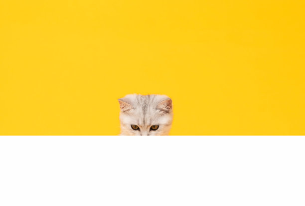 白色的小猫咪头部有黑色条纹，爪子向上放在空白白纸上，苏格兰叠耳猫以橙色为背景。用于广告招牌。图片下载