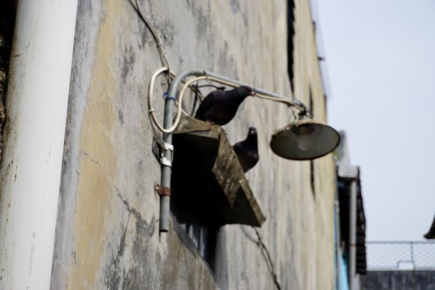 鸽子在屋顶上靠近灯的模糊照片图片下载