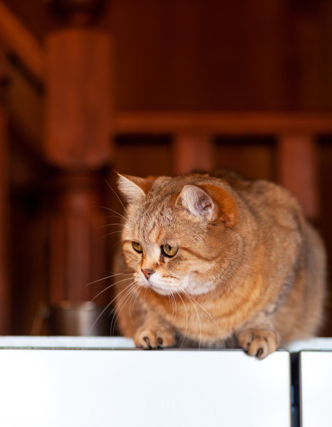 猫趴在冰箱上，猫从傍晚往下看图片下载