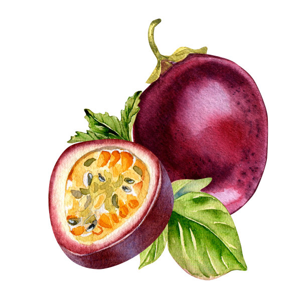 构图切片百香果，薄荷和m叶水彩插图孤立在白色。图片下载