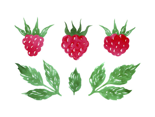 手绘覆盆子水彩写生风格图片下载