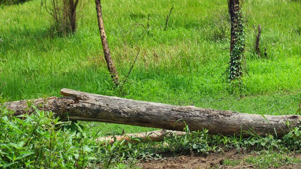 热带森林中倒下的干树图片下载