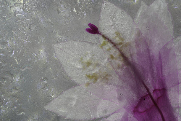 斯伦贝谢仙人掌的细节与粉红色的花朵图片下载