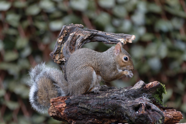 灰松鼠(sciurus carolinensis)的特写图片下载