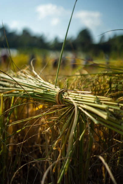 泰国清迈，鲜切大米有机秸秆图片下载