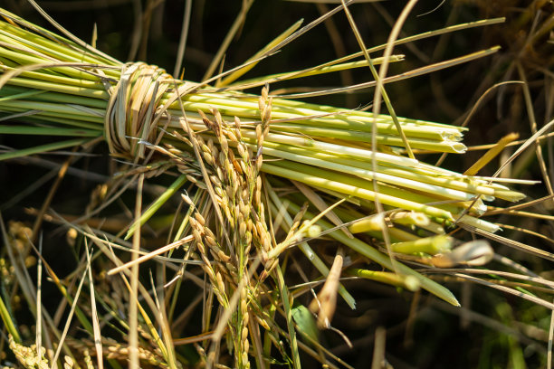 泰国清迈，鲜切大米有机秸秆图片下载