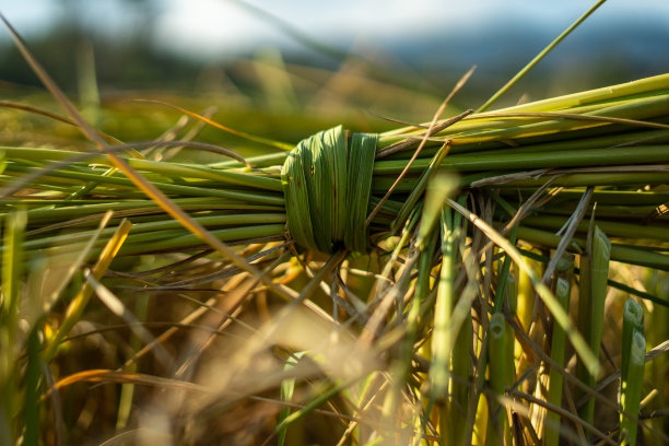 泰国清迈，鲜切大米有机秸秆图片下载
