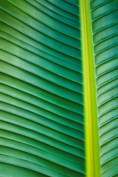绿色棕榈叶近景，宏观表面，自然几何图片下载