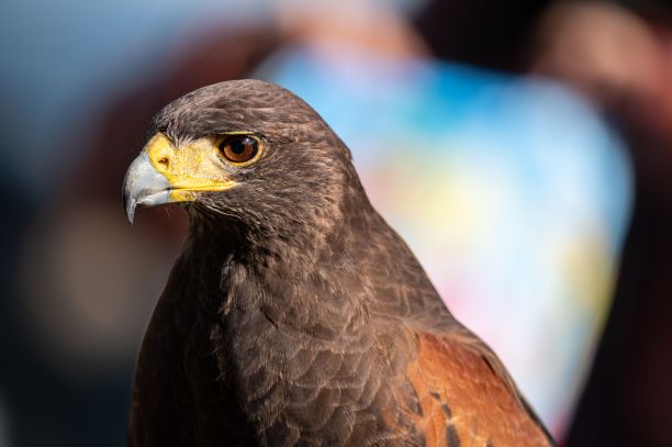 美丽驯服的猎鹰在鸟展图片下载
