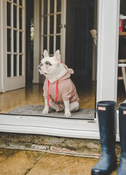 穿着连帽衫的法国狗坐在门边图片下载