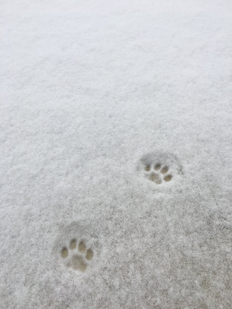 雪地里猫的脚印图片下载