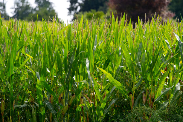 Close-up of agriculture corn field outside village of Kyburg, Canton Zürich, on a cloudy late summer day.图片下载