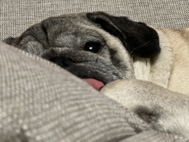 可爱的哈巴狗图片下载