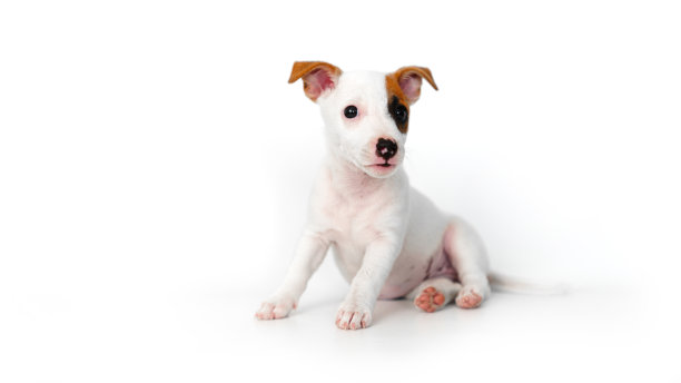 一只白色背景的杰克罗素梗小狗图片下载