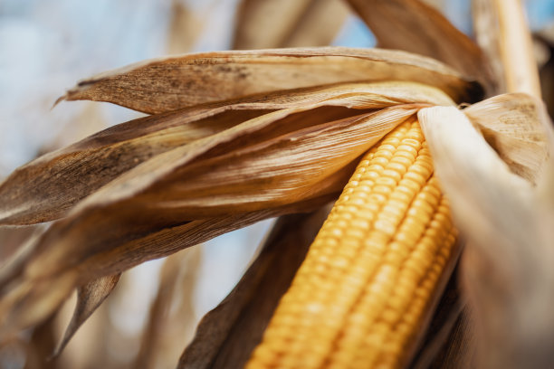 玉米棒的特写图片下载
