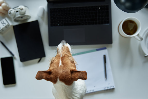 国防部在工作场所的俯视图，笔记本电脑靠近窗口图片下载