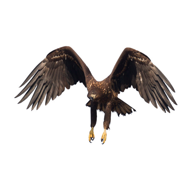 雄伟的掠食者，白尾鹰，在波兰野生自然-孤立在白色背景图片下载