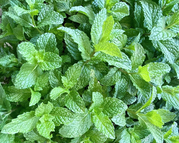 生长在花园里的普通薄荷图片下载