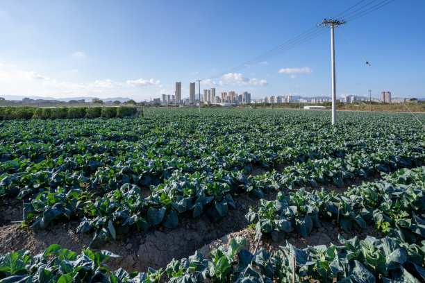 现代农田种植的菜花幼苗图片下载