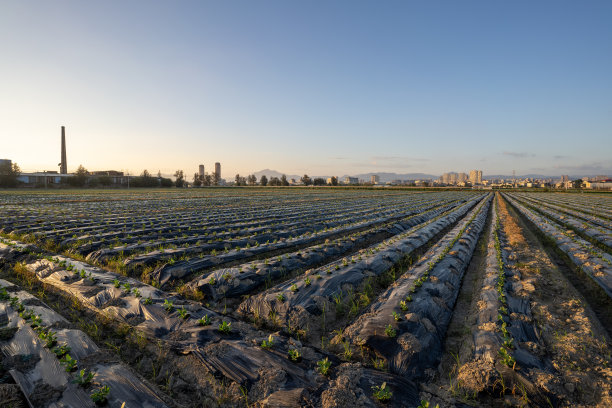 在现代农田覆盖的土地上生长的蔬菜幼苗图片下载