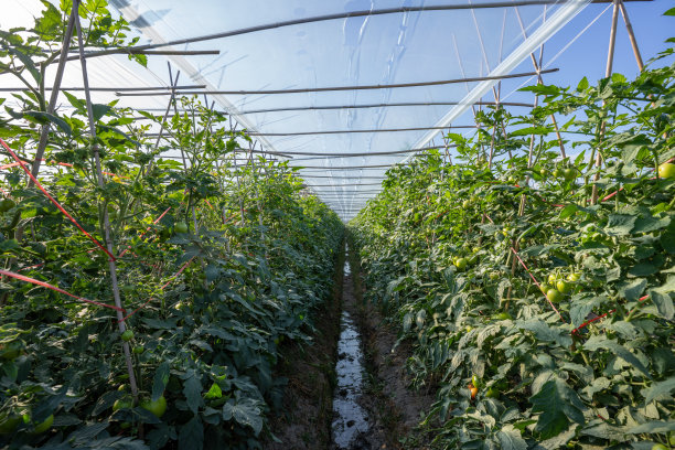 温室里未成熟的绿色番茄图片下载