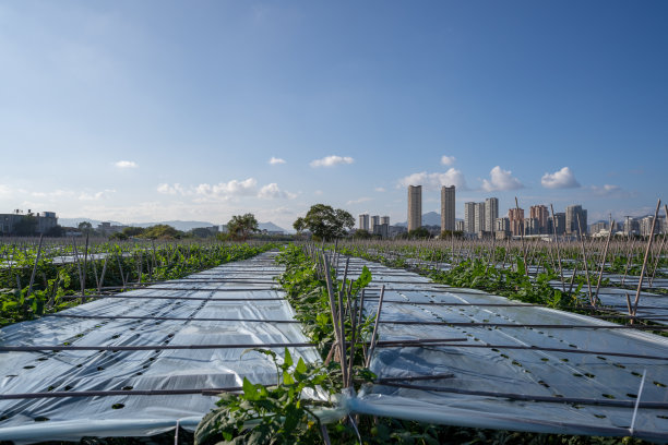 种植园温室里的西红柿图片下载