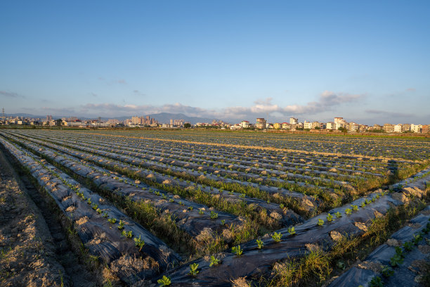 在现代农田覆盖的土地上生长的蔬菜幼苗图片下载