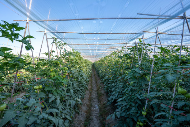 温室里未成熟的绿色番茄图片下载