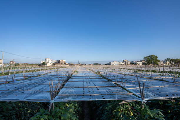 现代温室里的番茄图片下载