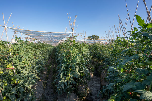 现代温室里的番茄图片下载