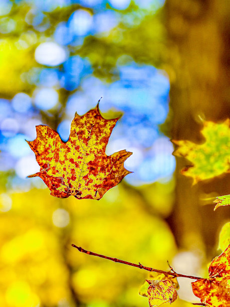 秋天的颜色图片下载