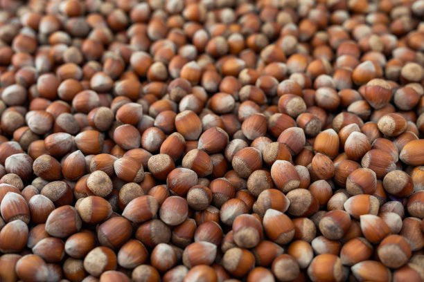 生榛子图片下载