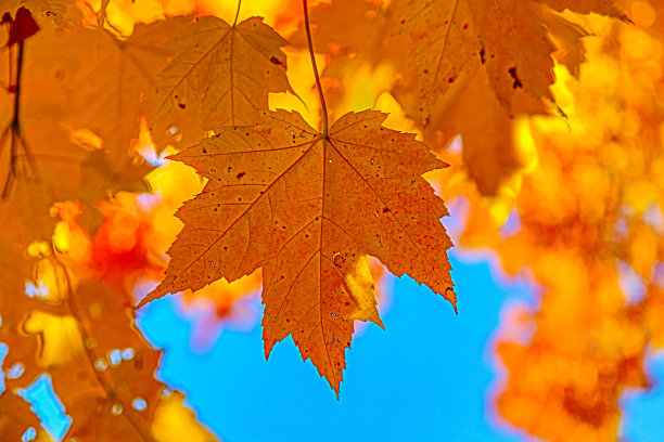 秋天的颜色图片下载