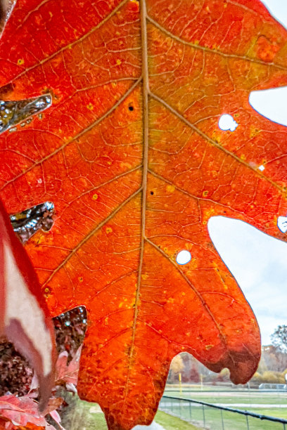 秋天的颜色图片下载