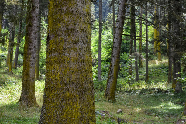 森林背景图片下载