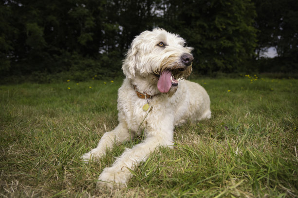 野外的拉布拉多犬图片下载